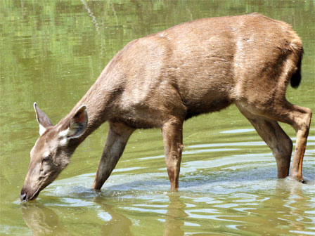 Sambar, Parque nacional de Pench